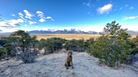 Your Puppy Training School Isn&rsquo;t Local. It&rsquo;s Geographic.