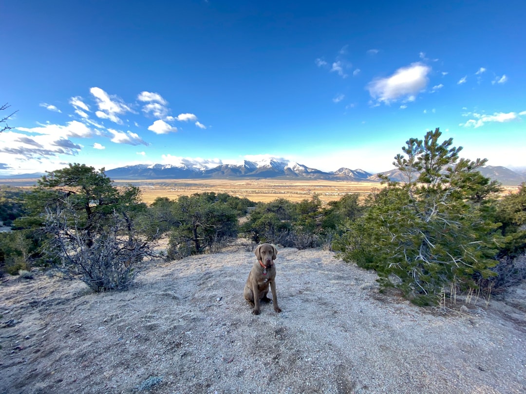 A puppy training school instructor working with a dog in a specific local geographic environment, showing the importance of geographic match.