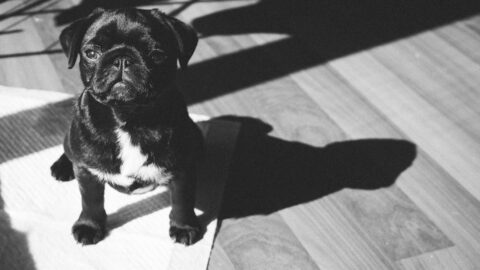 Puppy Training Pads Aren&rsquo;t the Answer. The Schedule Is. Here&rsquo;s How to Build It.