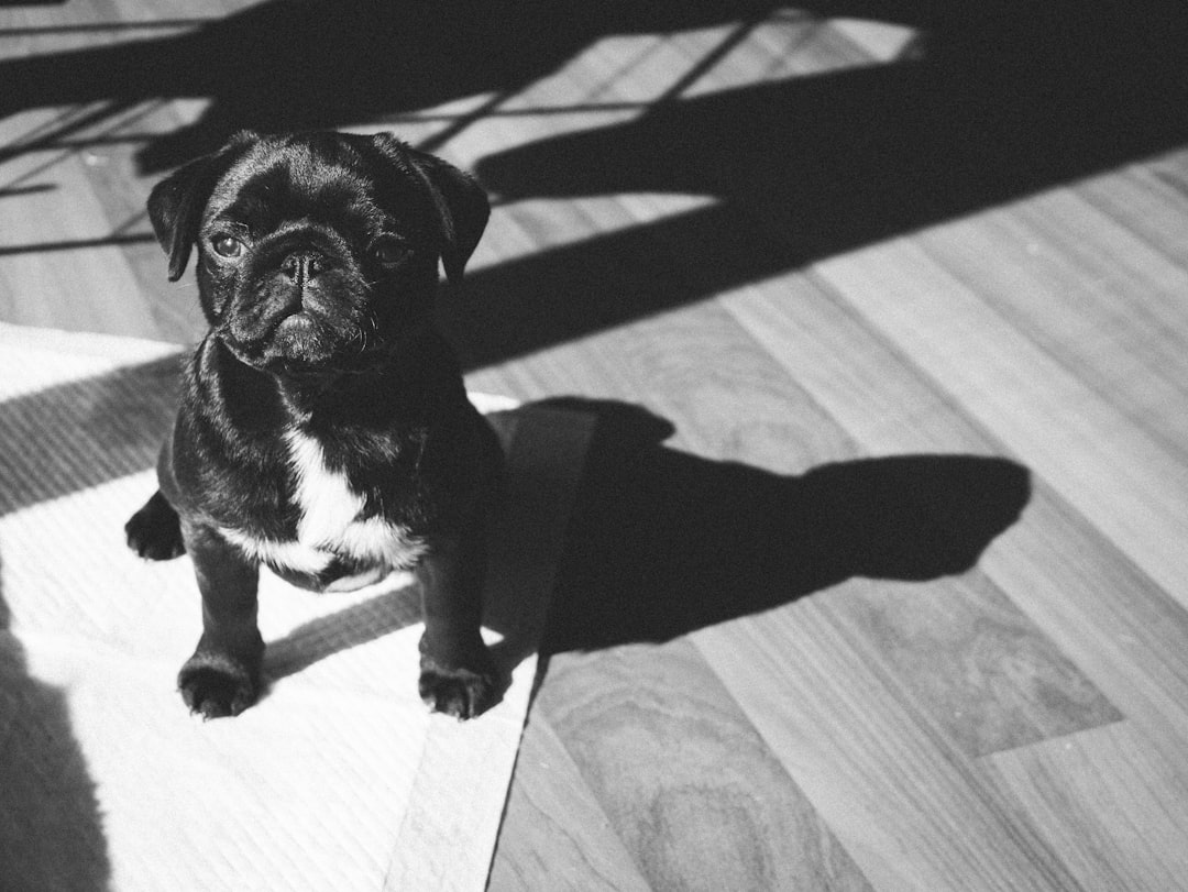 A puppy sitting calmly on a schedule chart next to a housebreaking pad, looking up at an owner