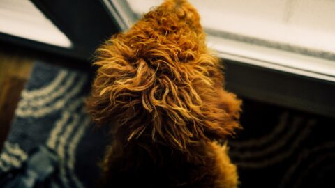Your Dog&rsquo;s Barking When You Leave Isn&rsquo;t Separation Anxiety. It&rsquo;s Territory.