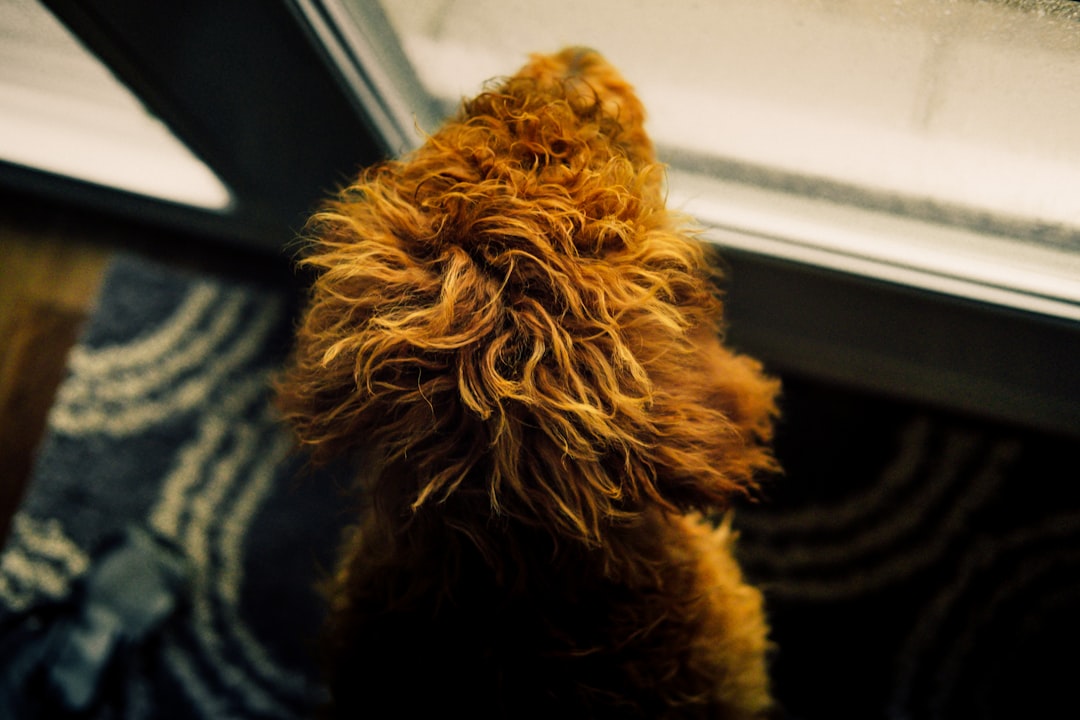A terrier barking at a front door window, showing territorial behavior as the owner leaves the house