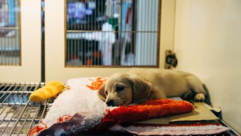 Your Dog&rsquo;s &lsquo;Good Behavior&rsquo; Isn&rsquo;t Good. It&rsquo;s Suppression.