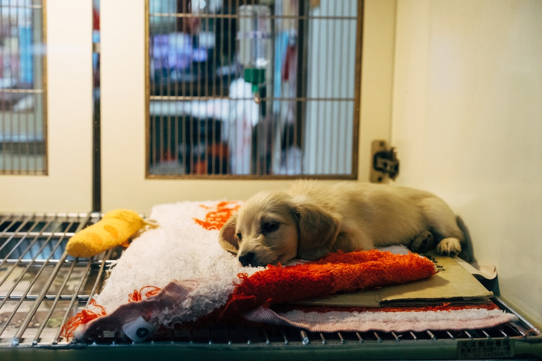 A suppressed dog sitting quietly in a shelter kennel, looking away with tense body language