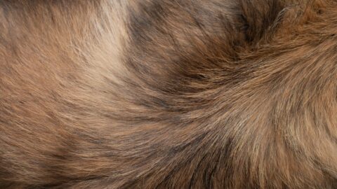 Your Wire Brush Isn&rsquo;t Grooming. It&rsquo;s Static.