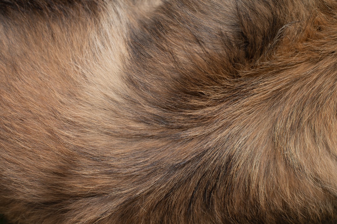 Close-up of a wire brush generating static electricity in a dog's double coat